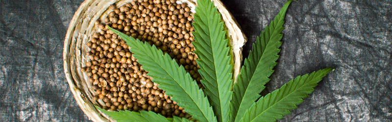 Hemp protein seeds